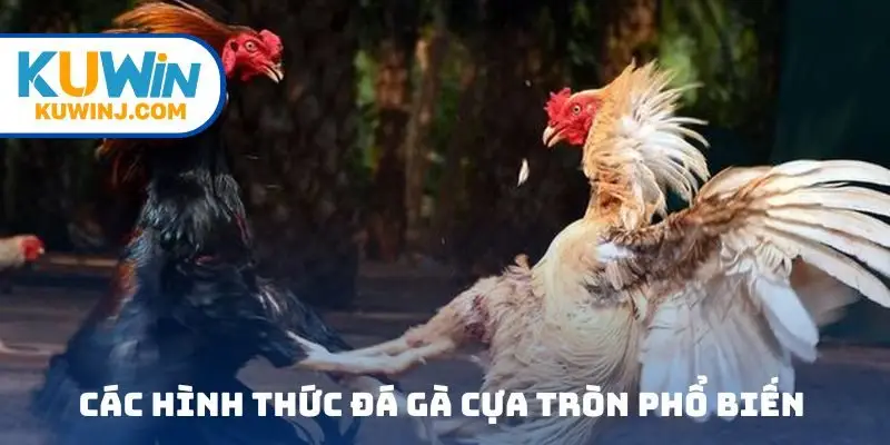 Các hình thức đá gà cựa tròn phổ biến