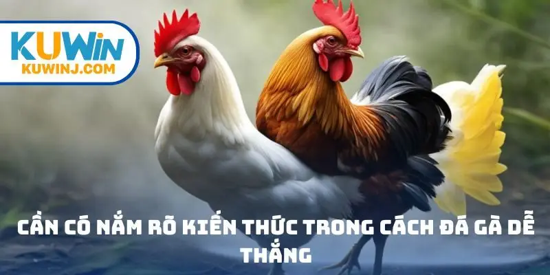 Cần có nắm rõ kiến thức trong cách đá gà dễ thắng