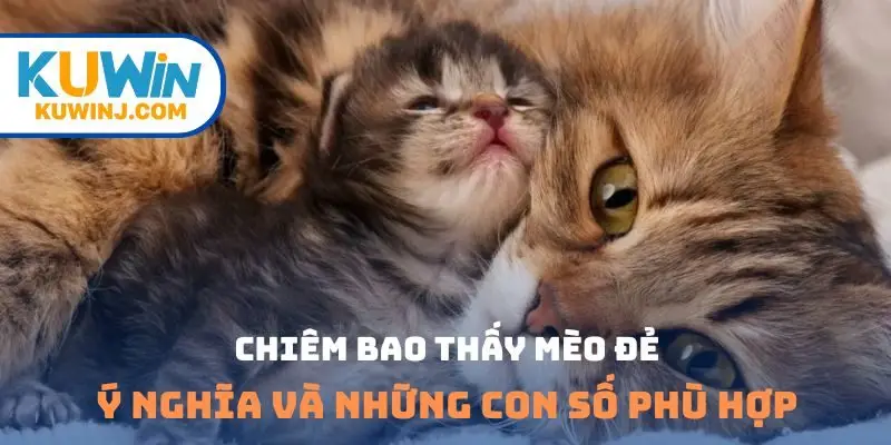 Chiêm bao thấy mèo đẻ