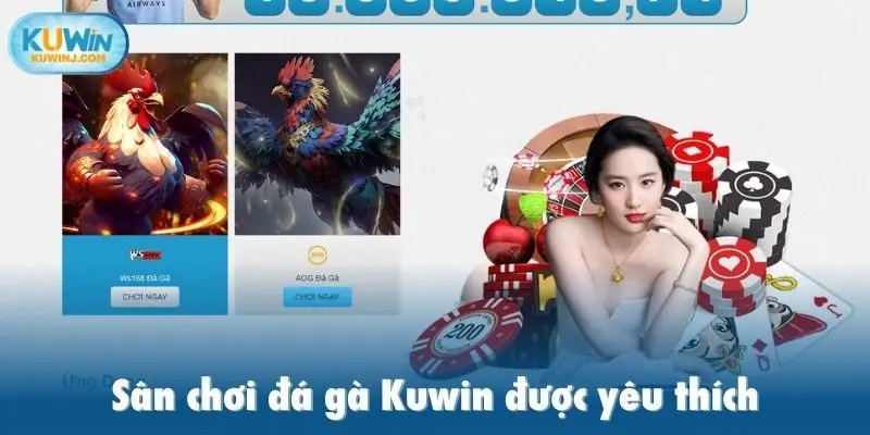 Sân chơi đá gà Kuwin được yêu thích