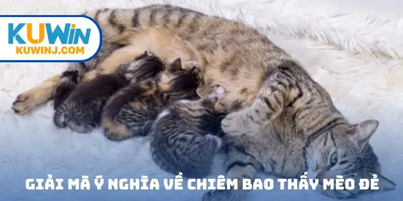 Giải mã ý nghĩa về chiêm bao thấy mèo đẻ