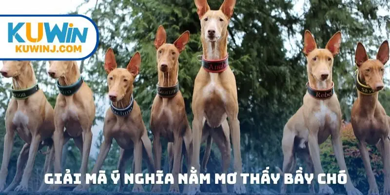 Giải mã ý nghĩa nằm mơ thấy bầy chó