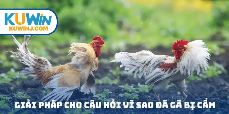 Giải pháp cho câu hỏi vì sao đá gà bị cấm