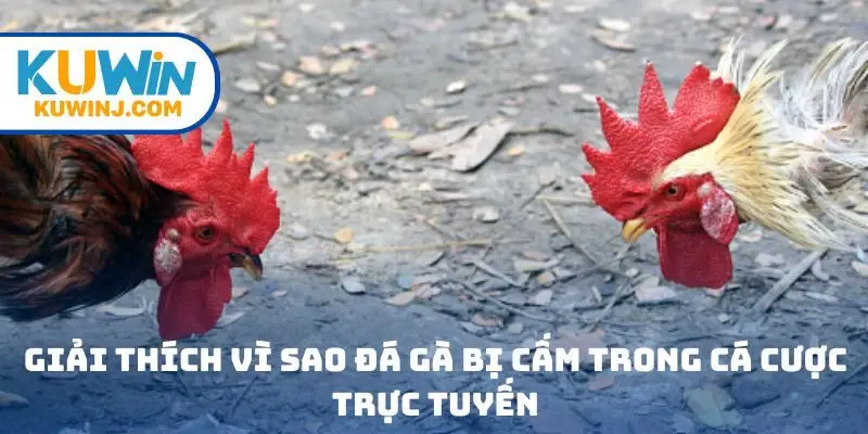 Giải thích vì sao đá gà bị cấm trong cá cược trực tuyến