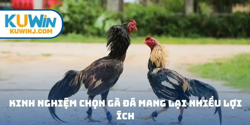 Kinh nghiệm chọn gà đá mang lại nhiều lợi ích