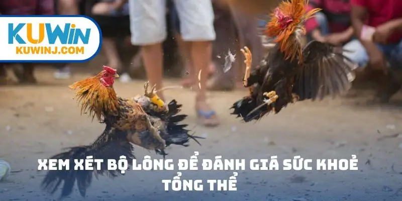 Xem xét bộ lông để đánh giá sức khoẻ tổng thể