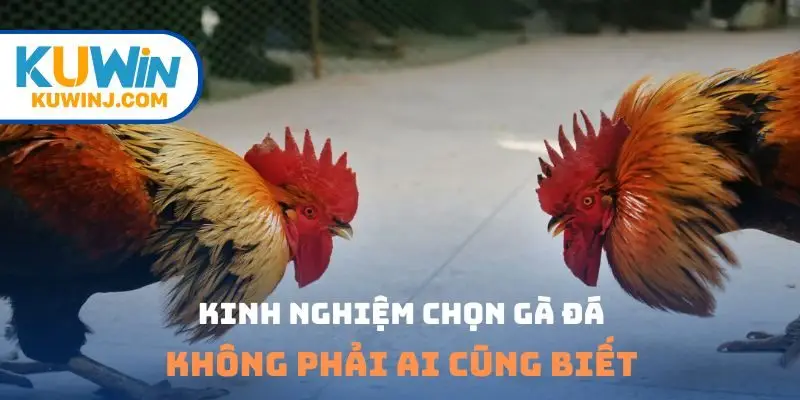 Kinh nghiệm chọn gà đá