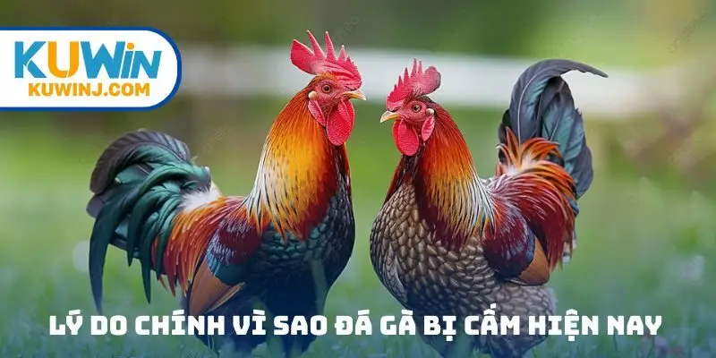 Những lý do chính vì sao đá gà bị cấm hiện nay
