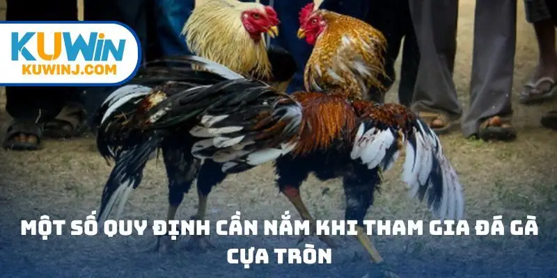 Một số quy định cần nắm khi tham gia đá gà cựa tròn