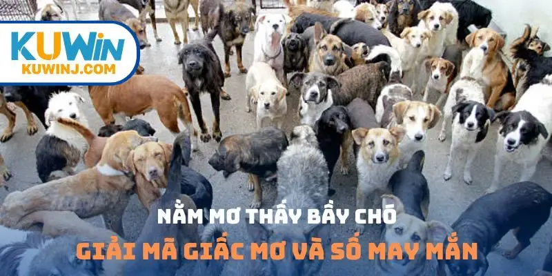 nằm mơ thấy bầy chó
