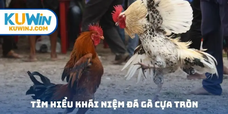 Tìm hiểu khái niệm đá gà cựa tròn