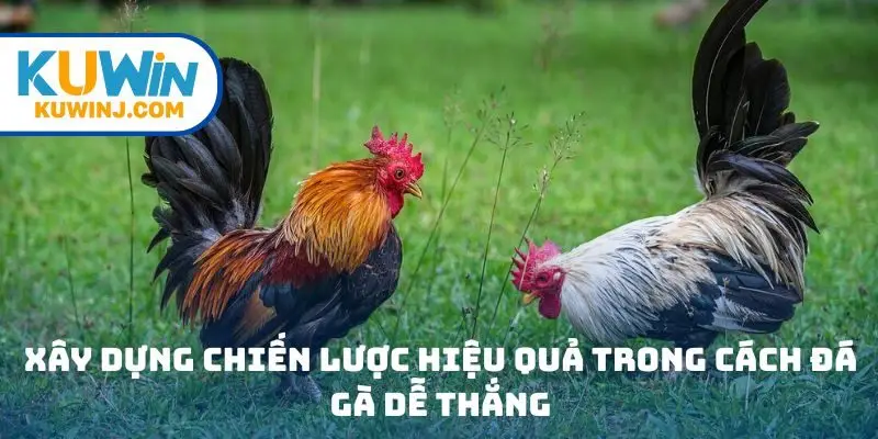 Xây dựng chiến lược hiệu quả trong cách đá gà dễ thắng