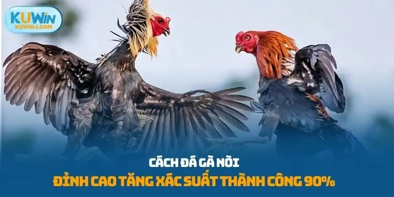 Cách đá gà nòi